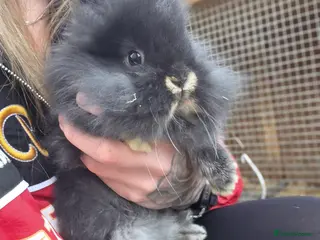 Mixed Breed rabbits Mini lop x lionhead - Advert 5