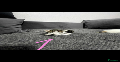 Mixed Breed cats BEAUTIFUL KITTENS  - Advert 2