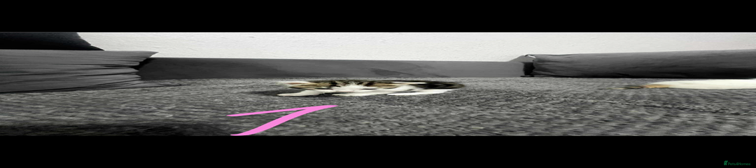 Mixed Breed Kitten 2