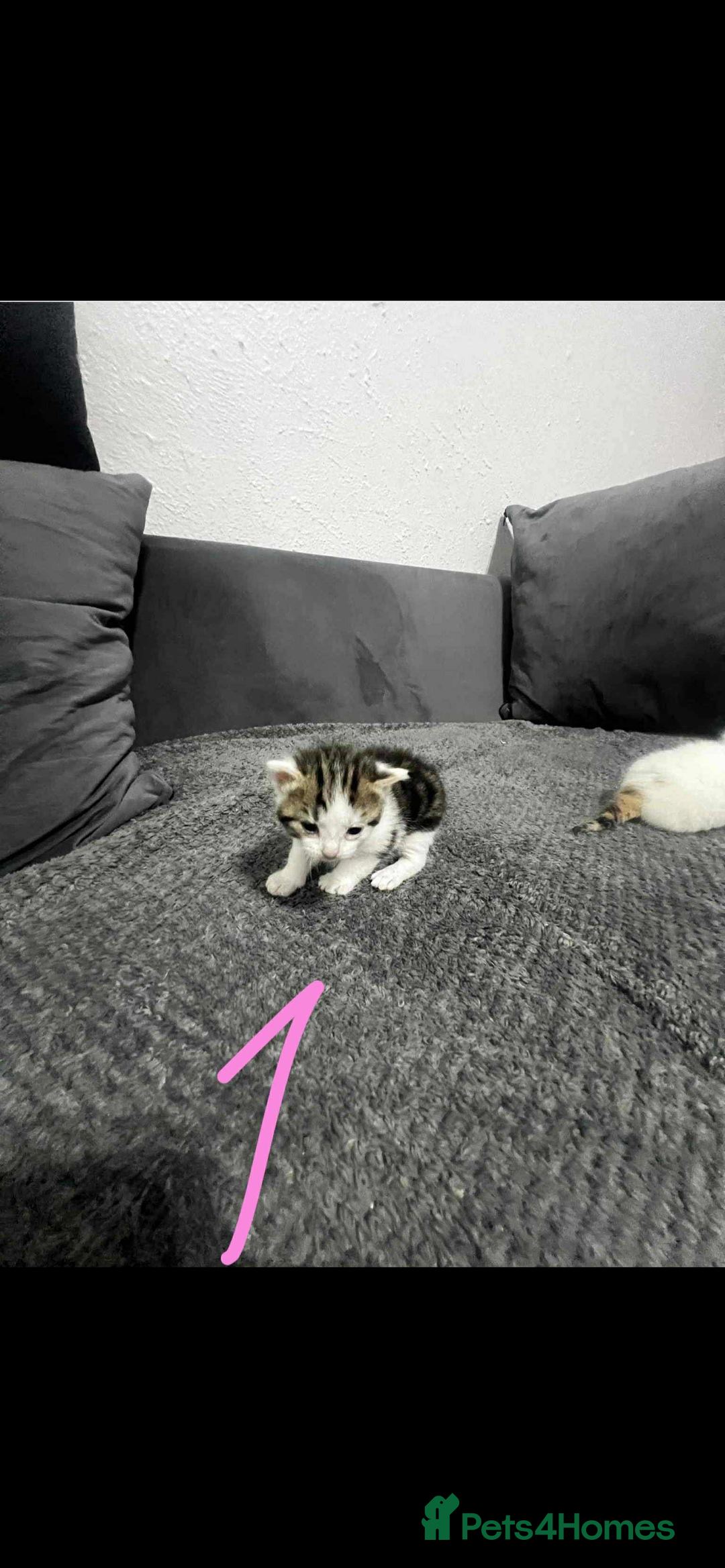 Mixed Breed cats for sale: BEAUTIFUL KITTENS  - Advert 3