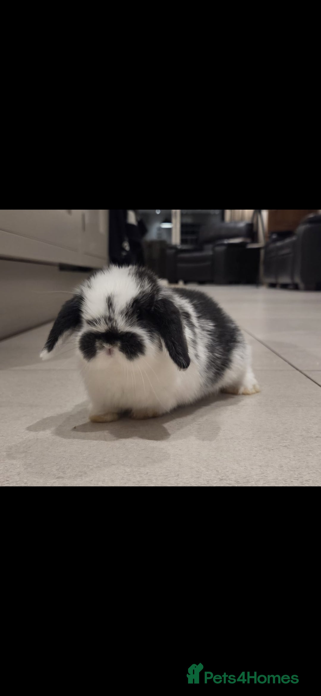 Mini Lop rabbits Gorgoeus pure Bred mini lop baby boy - Advert 8