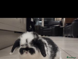 Mini Lop rabbits Gorgoeus pure Bred mini lop baby boy - Advert 2