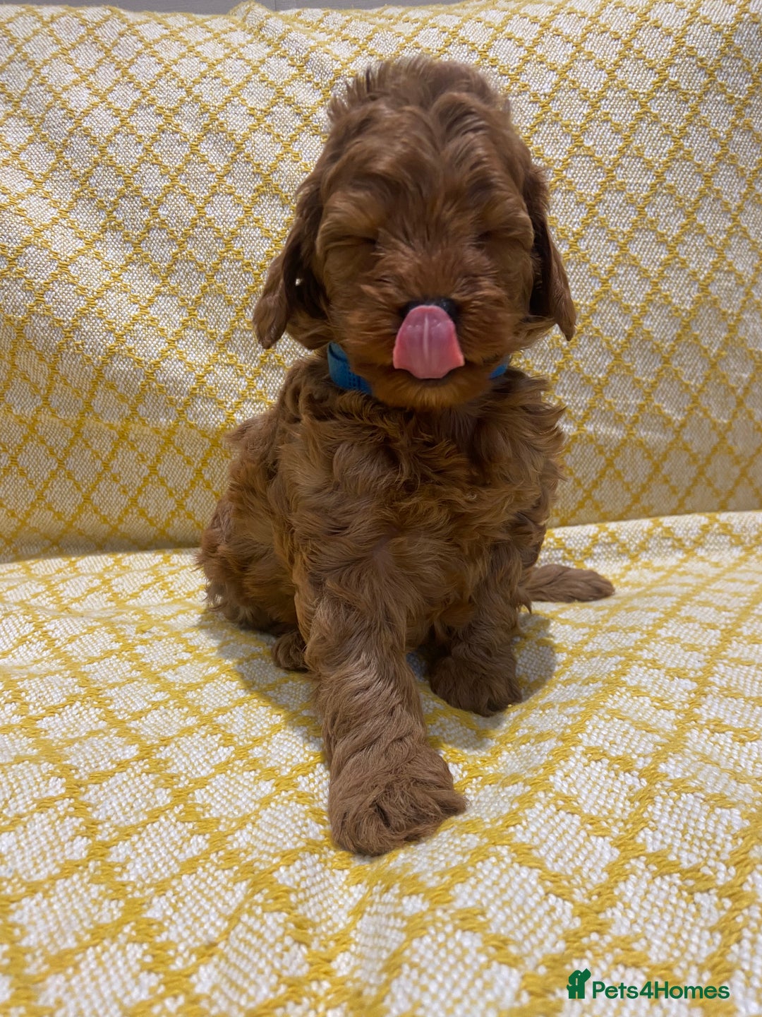 Maltipoo dogs for sale: 💖BEAUTIFUL LICENSED-BRED MALTIPOOS 💖 - Image 5