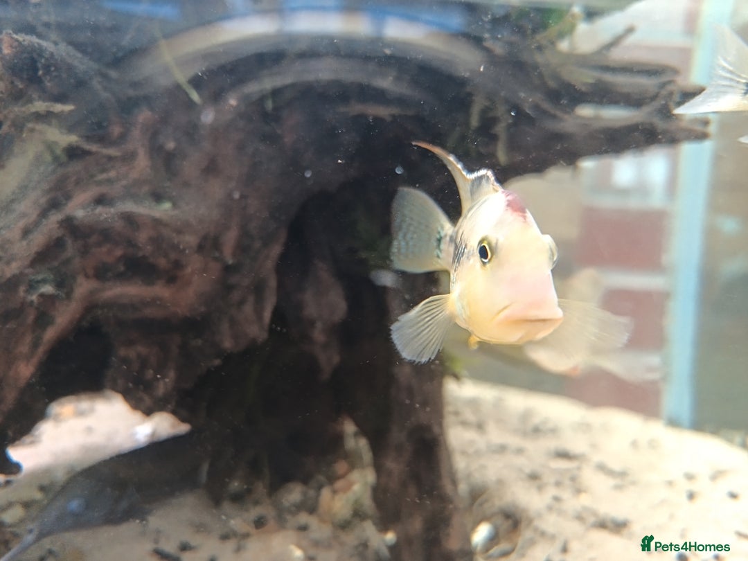 Cichlids fish for sale: Geophagus  & ALBINO HECKELII + MORE - Image 6