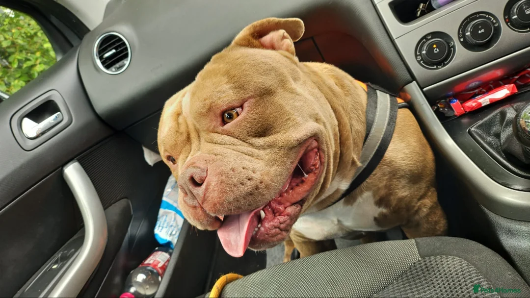 American Bully dogs for sale: BURBERRY💎 - Advert 2