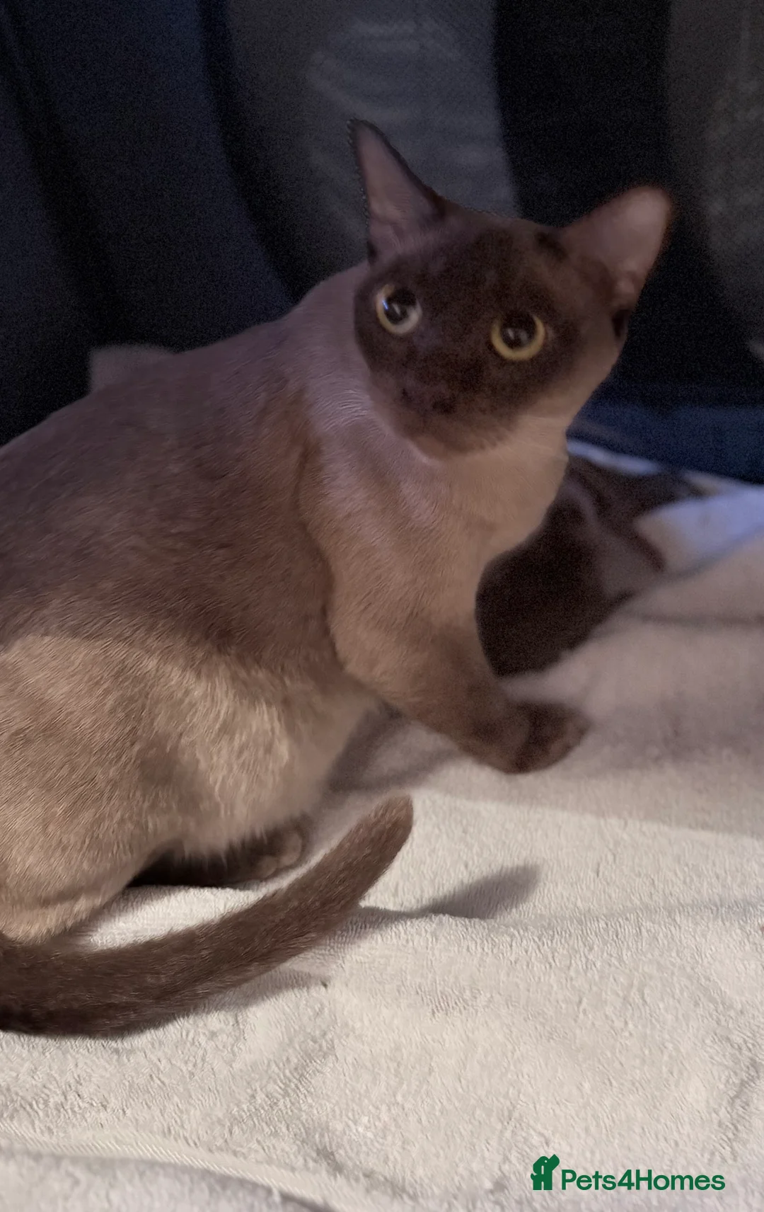 Burmese cats for sale: GCCF registered, home raised Burmese kittens - Advert 6