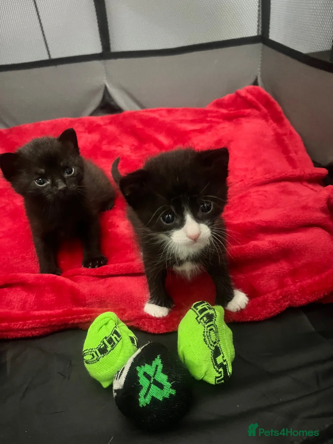 British Shorthair cats for sale: Three kittens for Sale - Advert 2