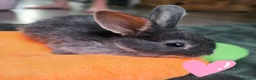 Mixed Breed rabbits for sale: Baby rabbits  in Crawley - Advert 6