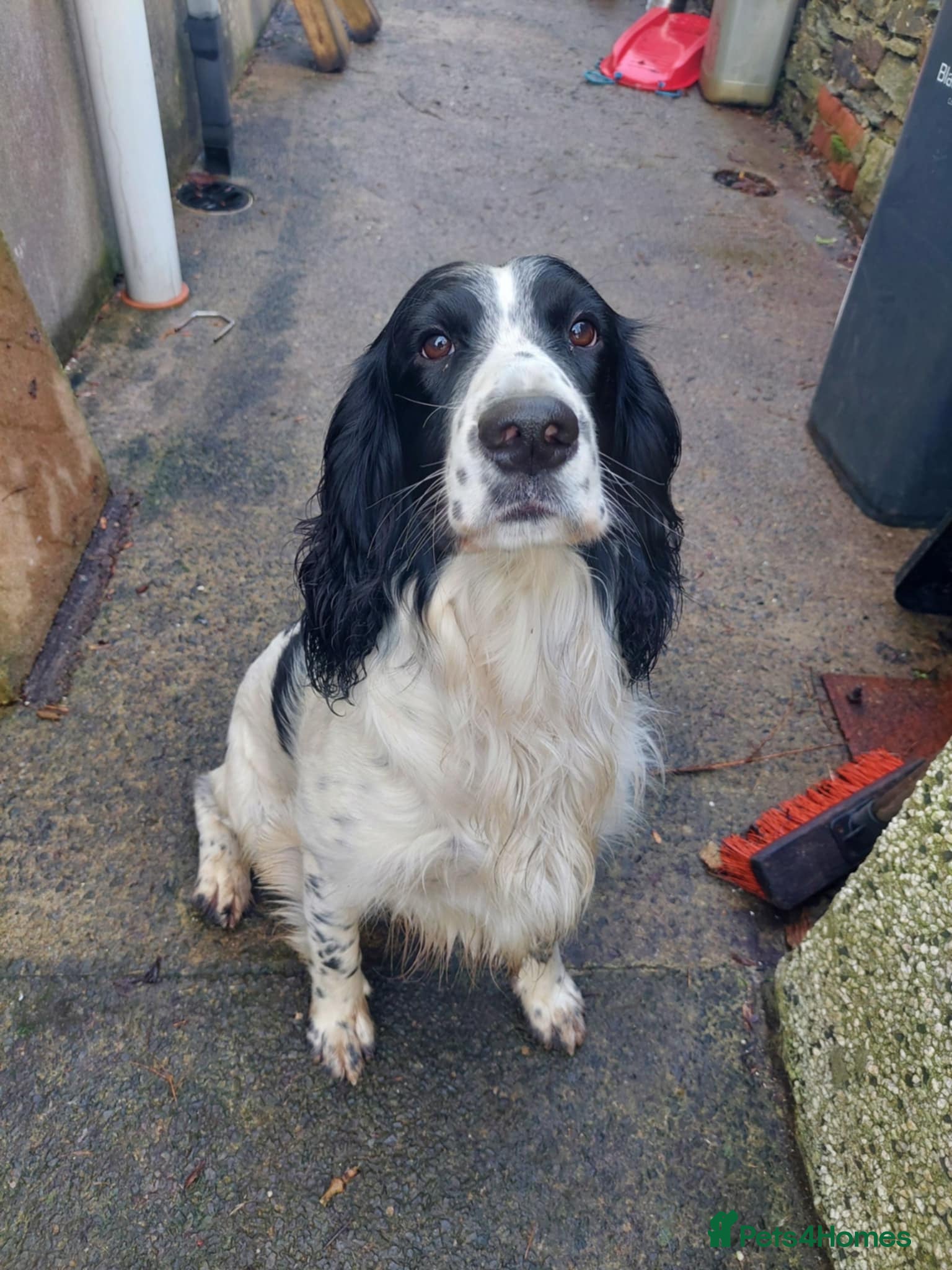 English Springer Spaniel dogs Beautiful Proven Springer Spaniel for stud. in Abertillery - Advert 11