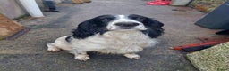 English Springer Spaniel dogs for stud: Beautiful Proven Springer Spaniel for stud. in Abertillery - Advert 1