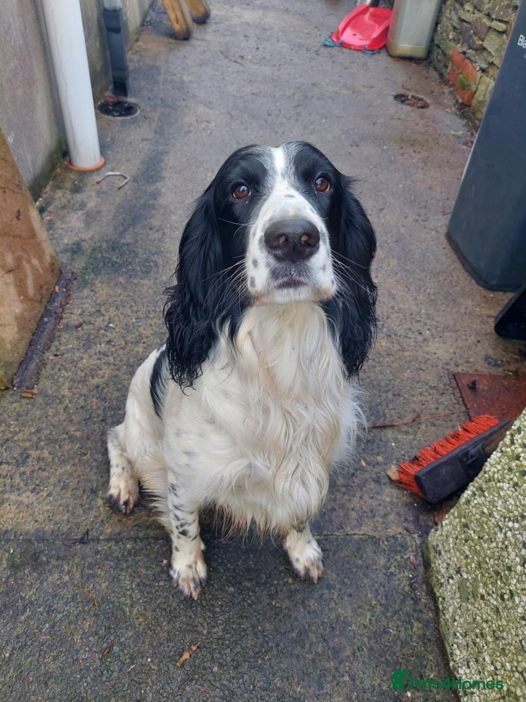 English Springer Spaniel dogs for stud: Beautiful Proven Springer Spaniel for stud. in Abertillery - Advert 1