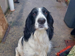 English Springer Spaniel dogs Beautiful Proven Springer Spaniel for stud. in Abertillery - Advert 1