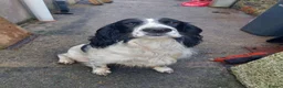 English Springer Spaniel dogs for stud: Beautiful Proven Springer Spaniel for stud. in Abertillery - Advert 2