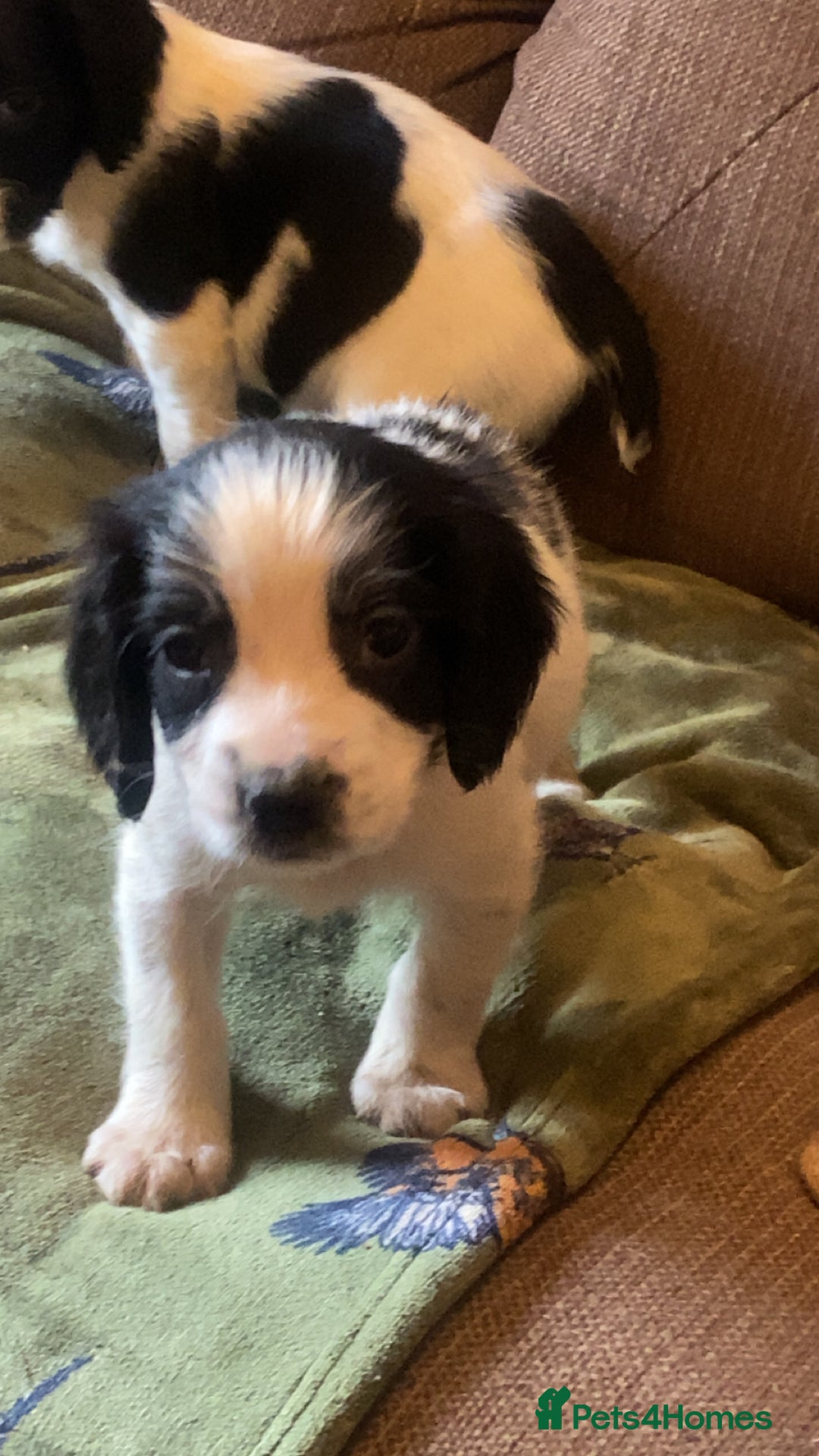 English Springer Spaniel dogs for sale: English springer spaniel puppies  - Image 5