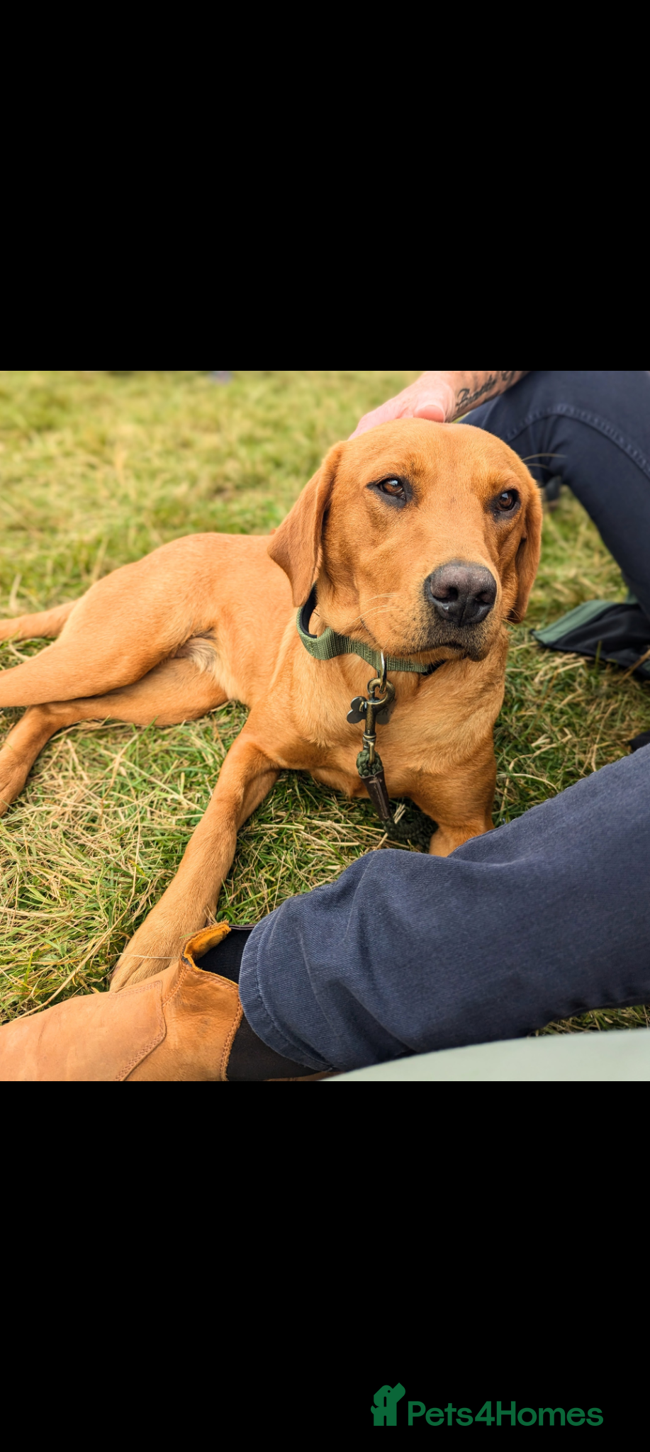 Labrador Retriever dogs for sale: RKC Fox Red Puppies - Fully Health Tested  - Advert 1