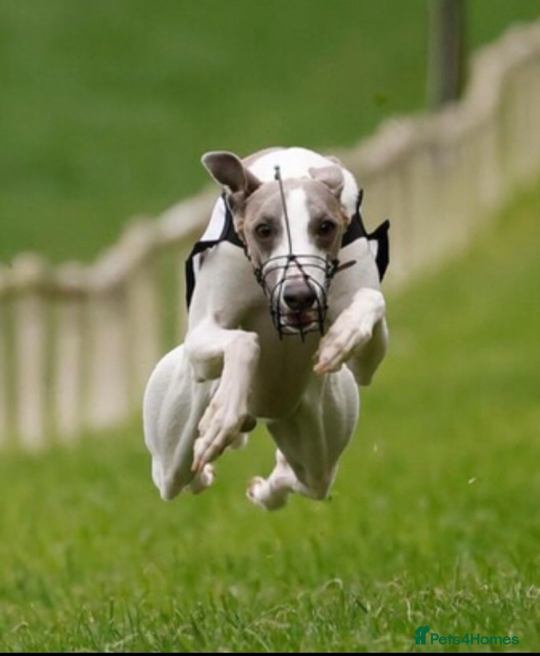 Whippet dogs for stud: Kc reg fully health tested  - Advert 3