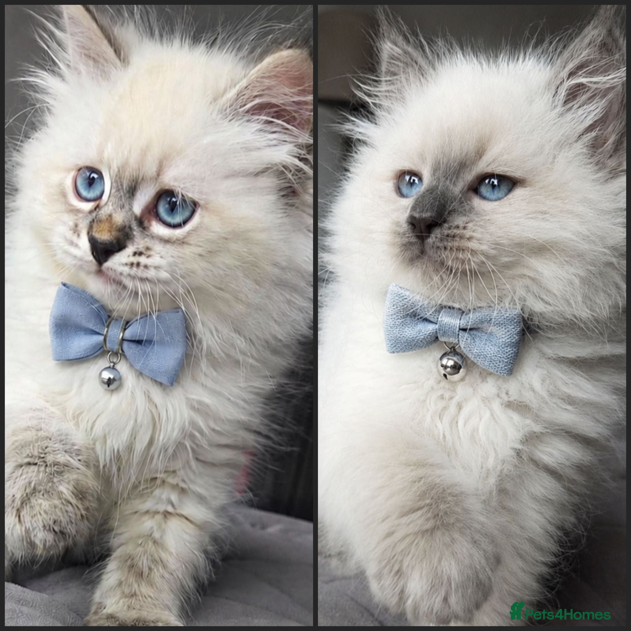 Siberian cats GCCF neva Champion bloodlines siberians - Advert 5