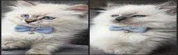 Siberian cats for sale: GCCF neva Champion bloodlines siberians - Advert 3