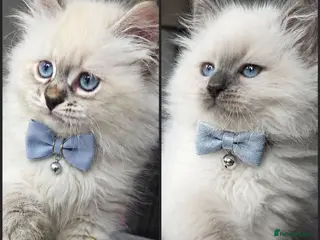 Siberian cats GCCF neva Champion bloodlines siberians - Advert 3