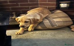 Labrador Retriever dogs for sale: Gorgeous Golden White Labrador  - Advert 2