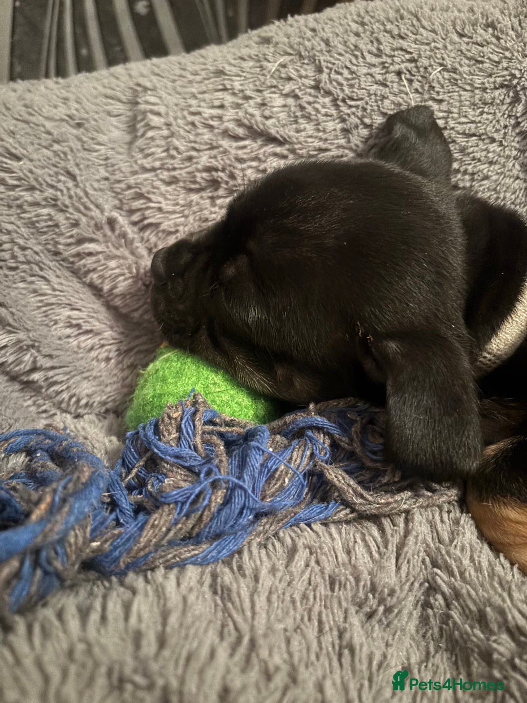 Mixed Breed dogs for sale: Beautiful puppies - Image 19