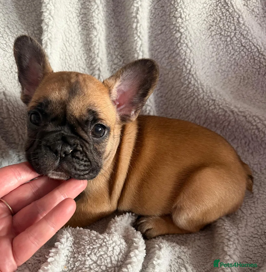 French Bulldog dogs for sale: French Bulldog Puppies - Advert 5