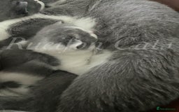 British Shorthair cats for sale: British shorthair-GCCF pedigree champion bloodline - Image 12