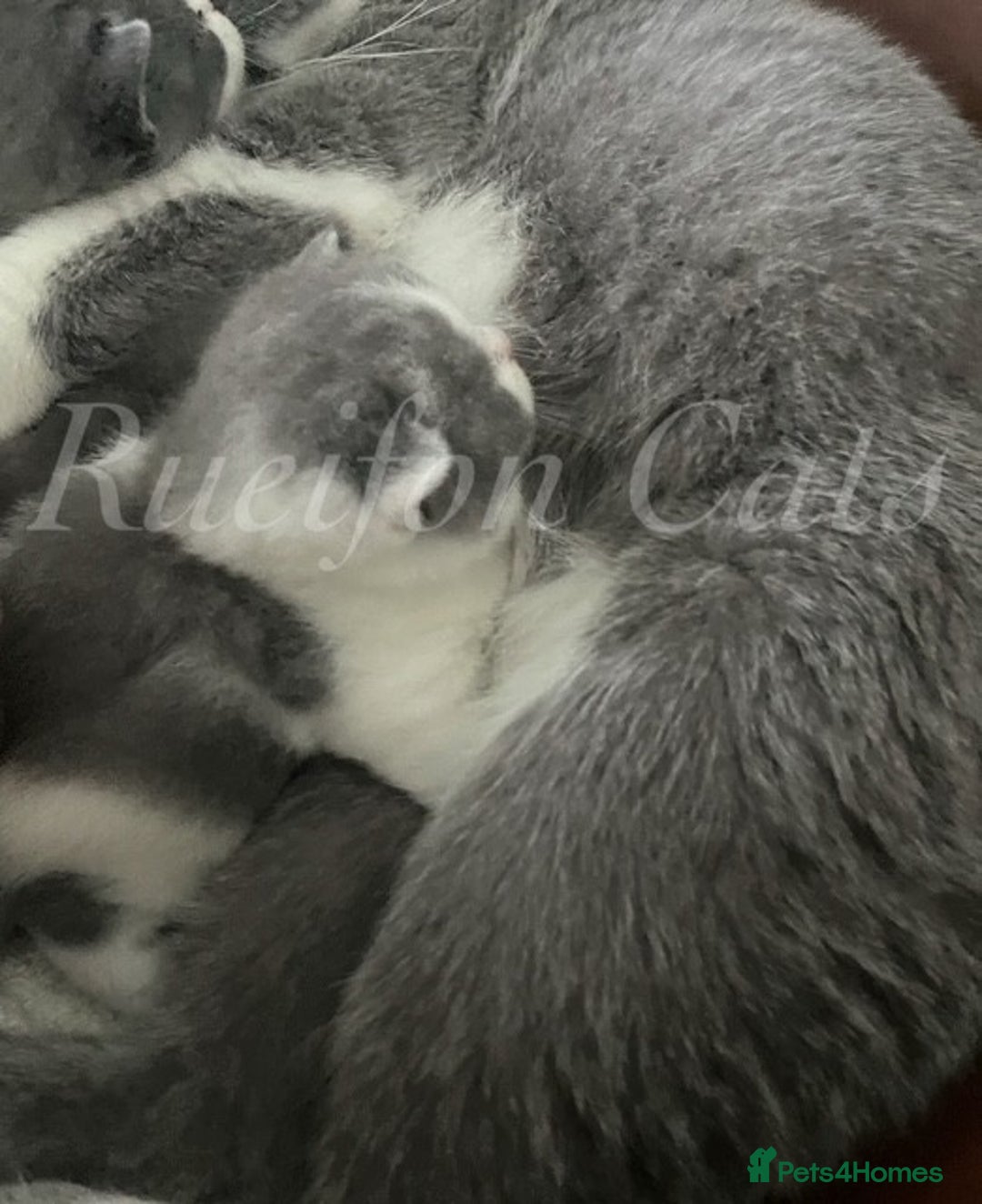 British Shorthair cats for sale: British shorthair-GCCF pedigree champion bloodline - Image 12