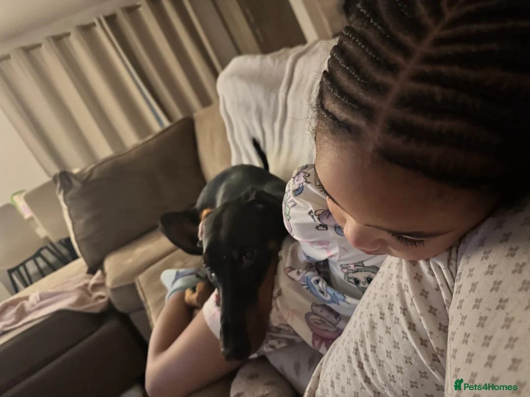 Dobermann dogs for sale: 6 month old girl Doberman  - Advert 3