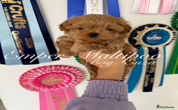 Maltipoo dogs - Advert 16