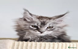 Maine Coon cats for sale: PEDIGREE MAINE COON KITTENS 5 BOYS - Image 30