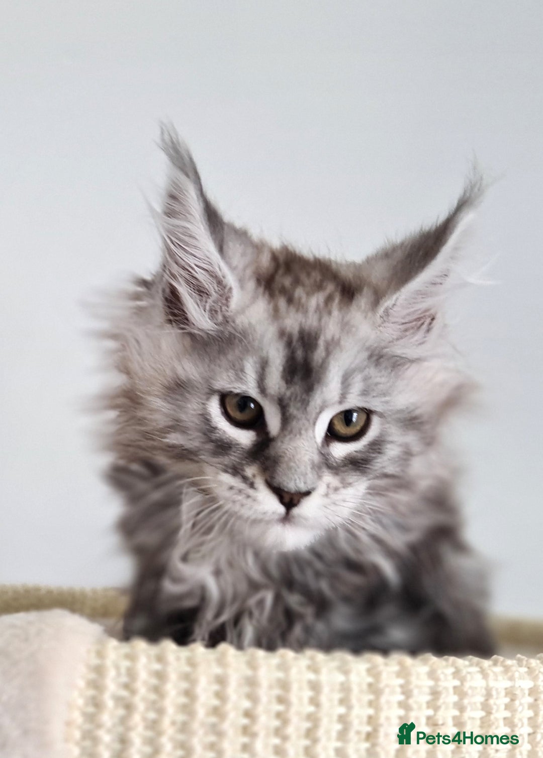 Maine Coon cats for sale: PEDIGREE MAINE COON KITTENS 5 BOYS - Image 30