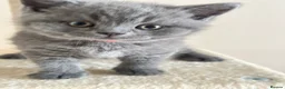 British Shorthair cats for sale: GCCF registered kitten - Advert 38