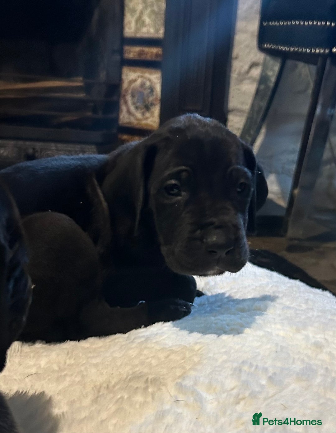 Great Dane dogs for sale: Stunning Great Dane Puppies  - Advert 12