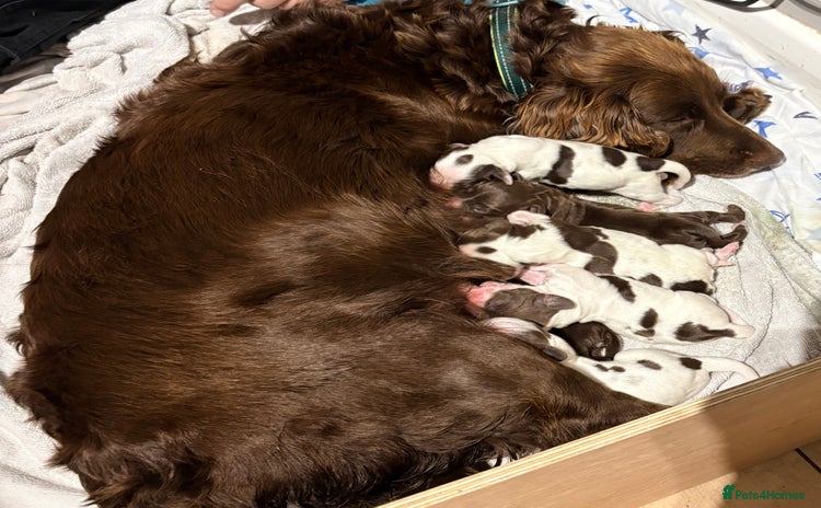 Cocker Spaniel dogs 2 cocker spaniel puppies for Sale - Advert 2