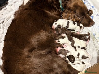 Cocker Spaniel dogs 2 cocker spaniel puppies for Sale - Advert 1