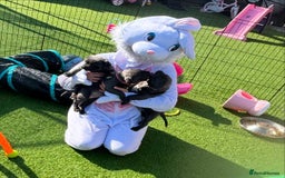 Staffordshire Bull Terrier dogs for sale: 🔥🇬🇧Staffy puppies  - Image 4
