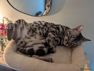 Bengal cats Silver bengal for sale - male - Advert 1