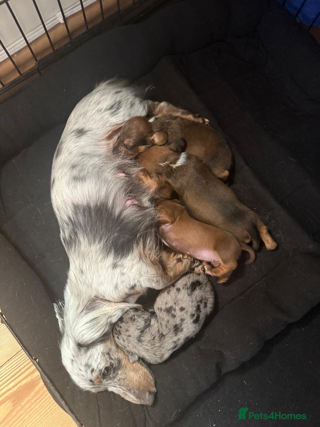 Miniature Dachshund dogs for sale: Miniature Boy dachshund  - Advert 2