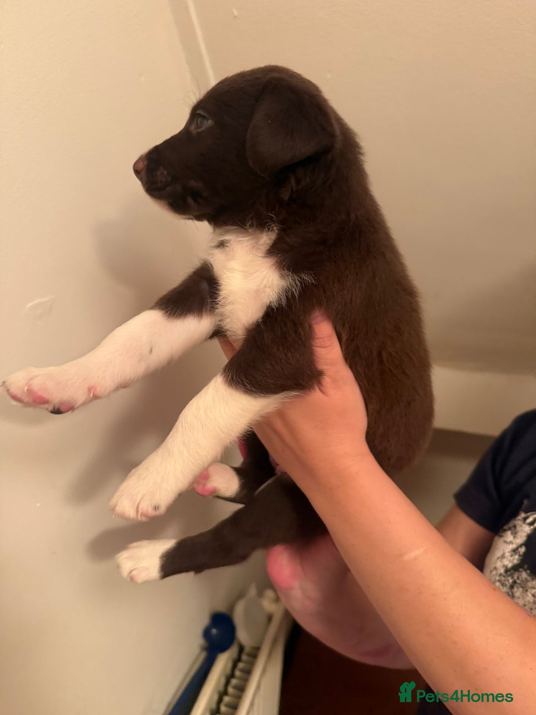 Border Collie dogs for sale: Border collie pups - Image 8