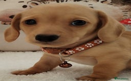 Miniature Dachshund dogs for sale: MINI DACHSHUND CREAM PRA CLEAR - Image 5