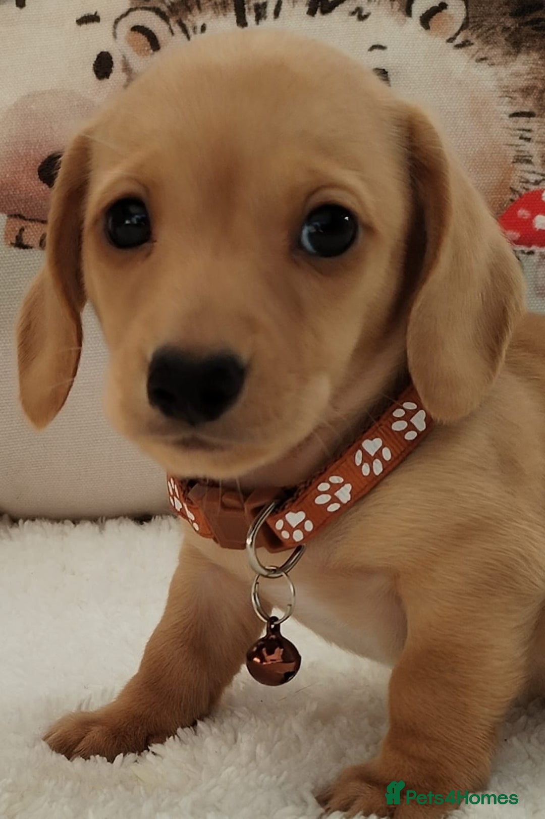Miniature Dachshund dogs for sale: MINI DACHSHUND CREAM PRA CLEAR - Image 5
