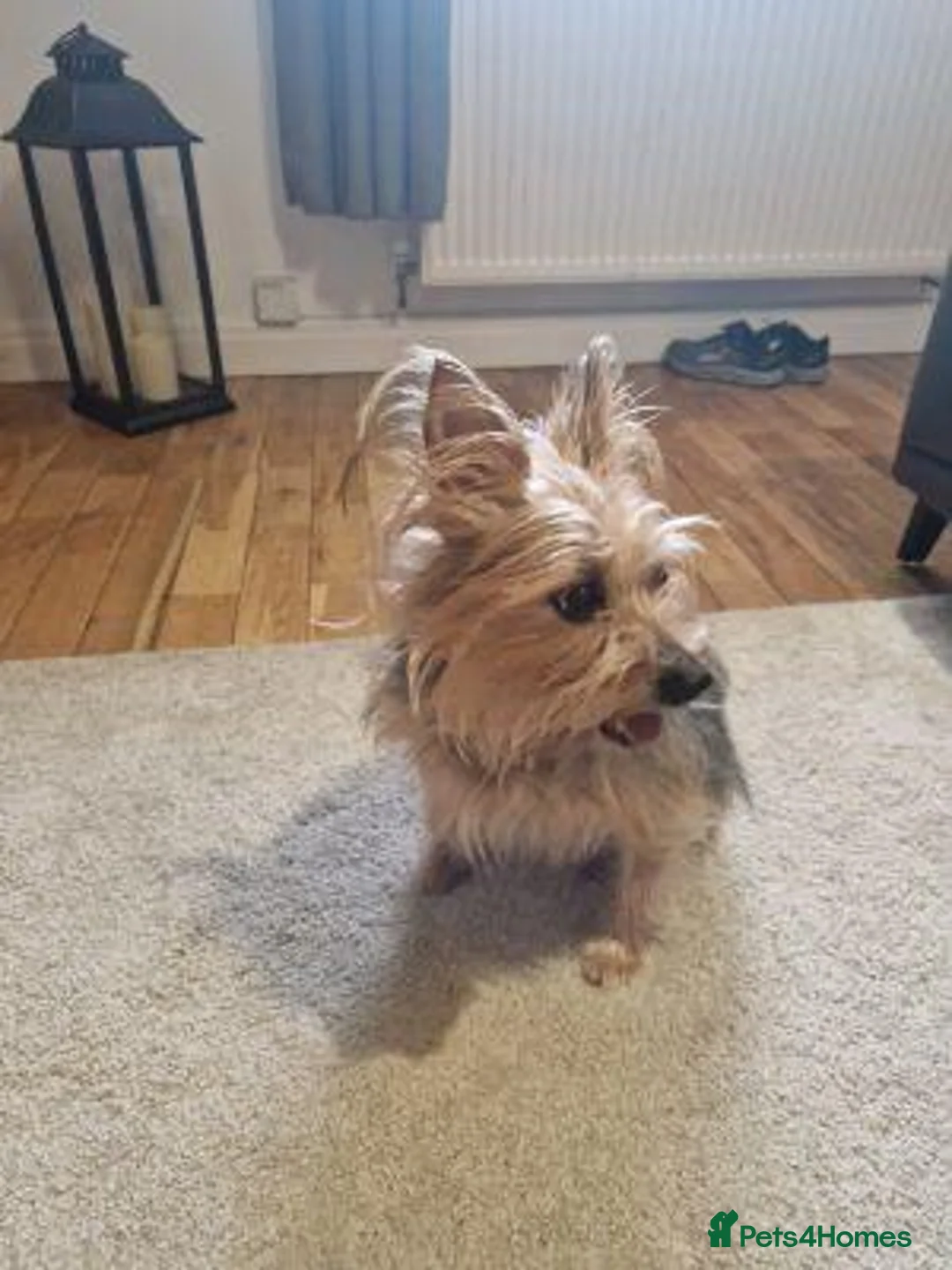 Yorkshire Terrier dogs for sale: Loving Home Needed for Our gorgeous boy in Dalkeith - Advert 1
