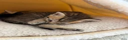 British Shorthair cats for sale: Pedigree British Shorthair Kittens – Ready May - Advert 22