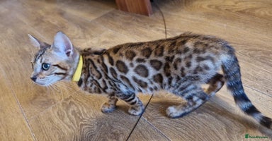 Bengal cats - Advert 5