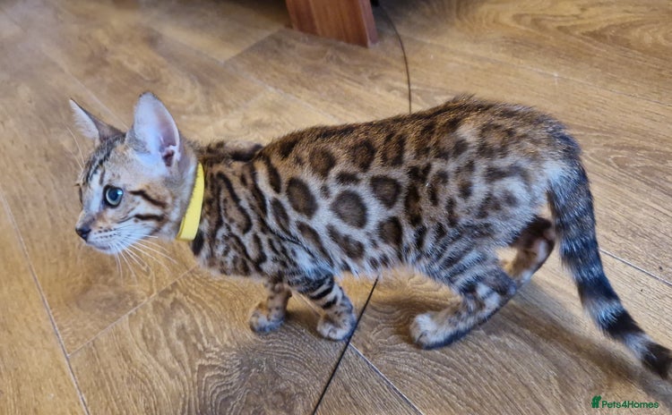 Bengal cats - Advert 2