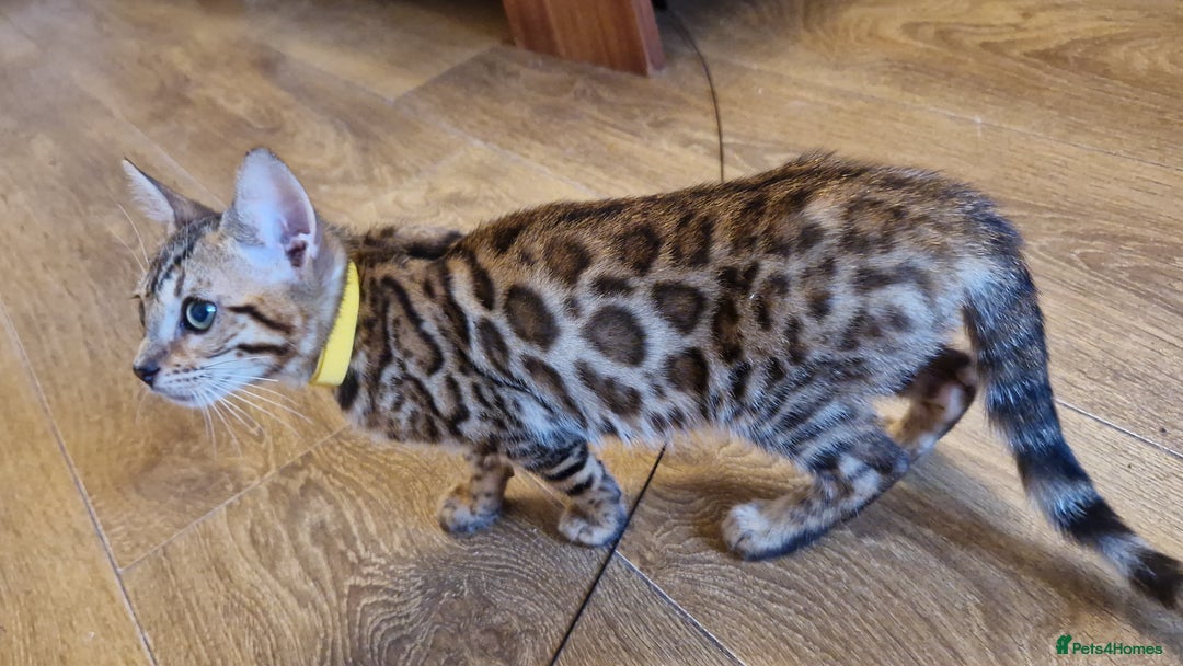 Bengal cats for sale: Last one😍Pure Bengal kittens❤️Ready to go😍 - Image 7