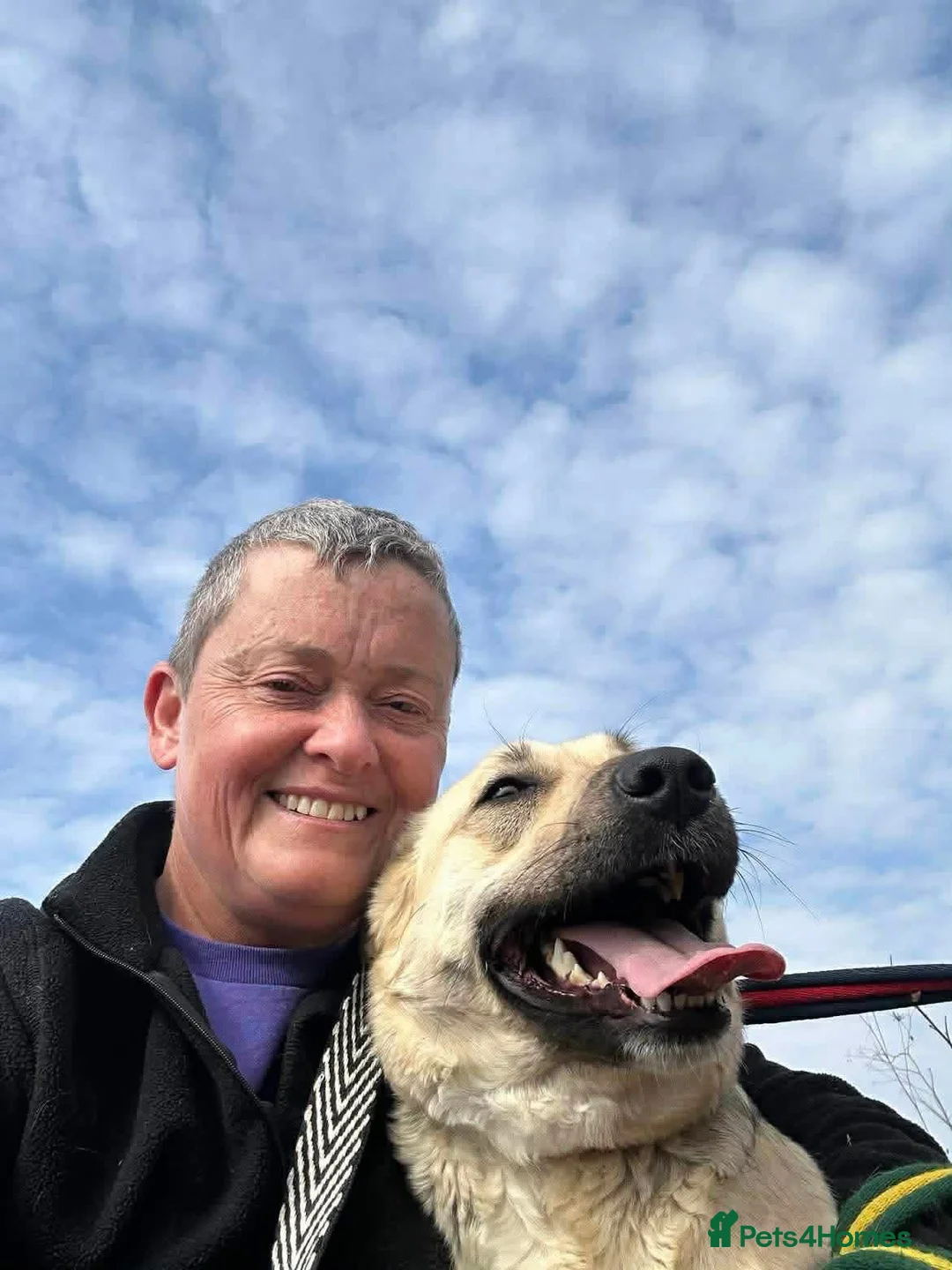 Mixed Breed dogs for adoption: Octavia - Norwich Norfolk  - Advert 2