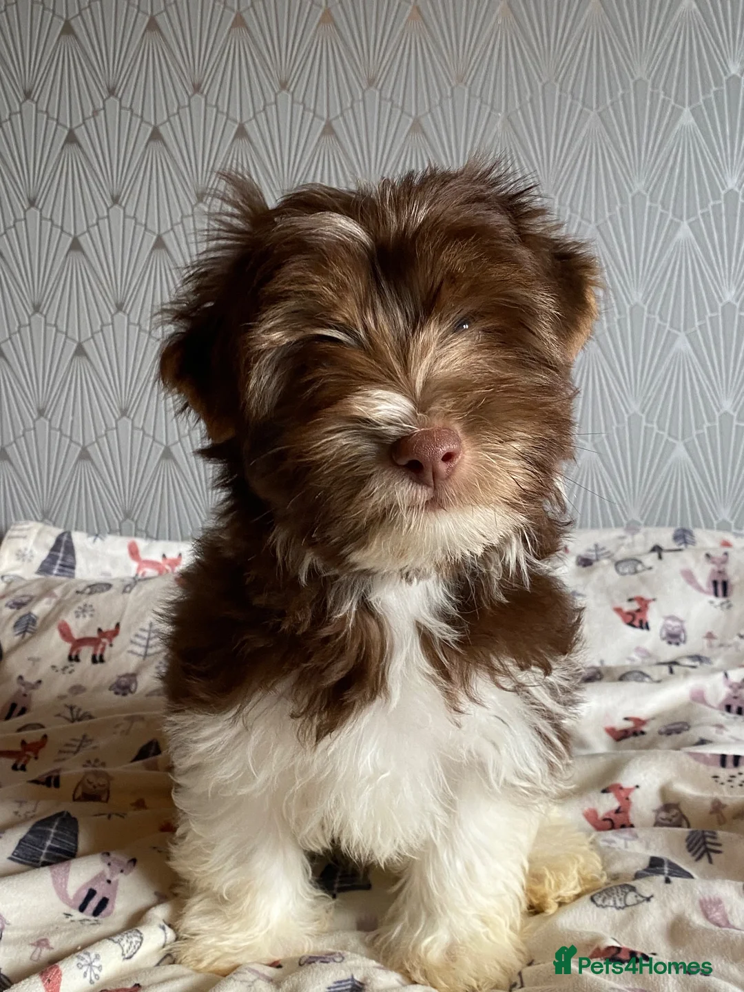 Yorkshire Terrier dogs for sale: Colourful Yorkshire terrier - Advert 1