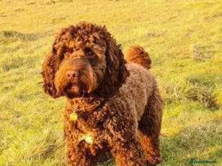 Cockapoo dogs Show cockapoo litter due 1st march - Advert 1